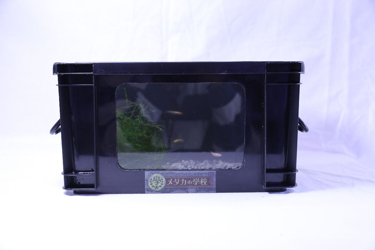 窓付き横見水槽